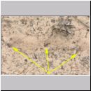 Episyron rufipes - Wegwespe w05 beim Nestbau.jpg